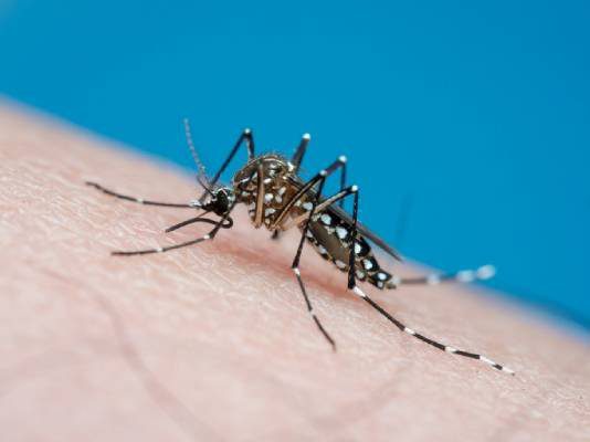 Mosquito Aedes Aegypti